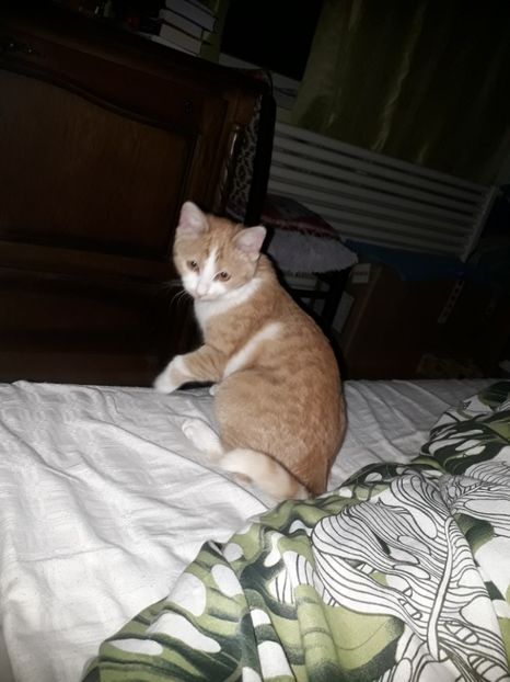 - Blanite care miauna si latra