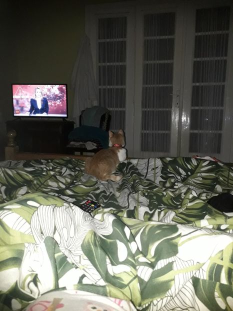  - Blanite care miauna si latra