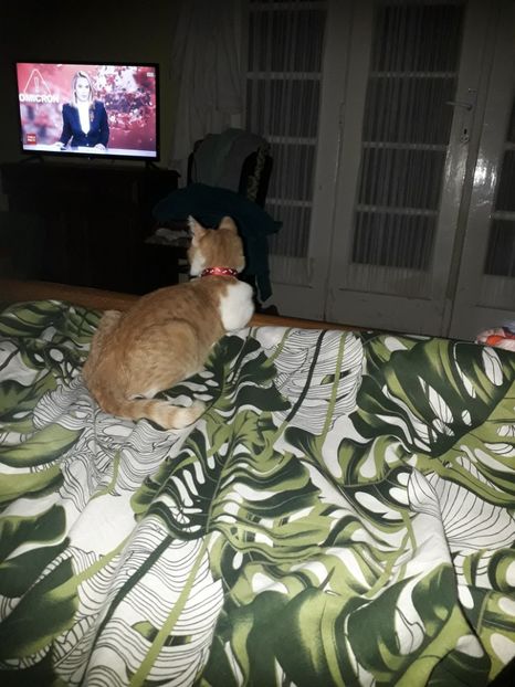  - Blanite care miauna si latra