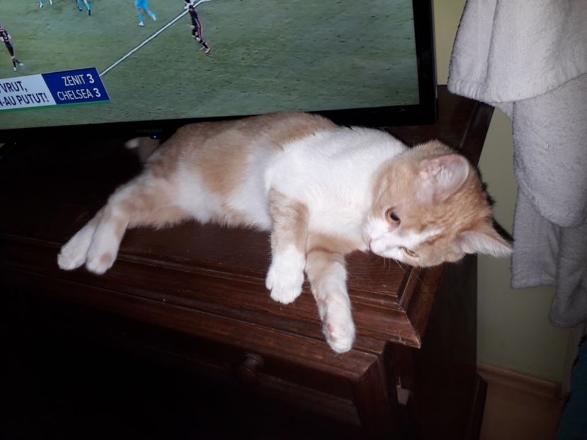  - Blanite care miauna si latra
