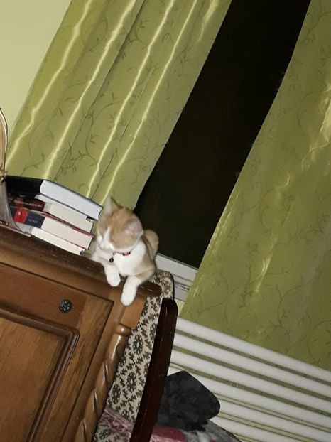  - Blanite care miauna si latra