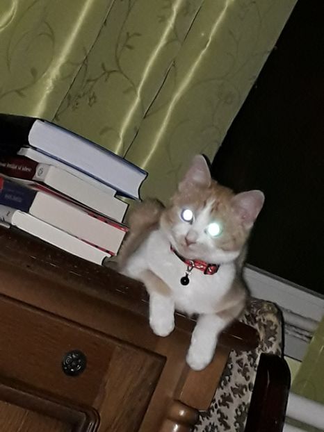  - Blanite care miauna si latra