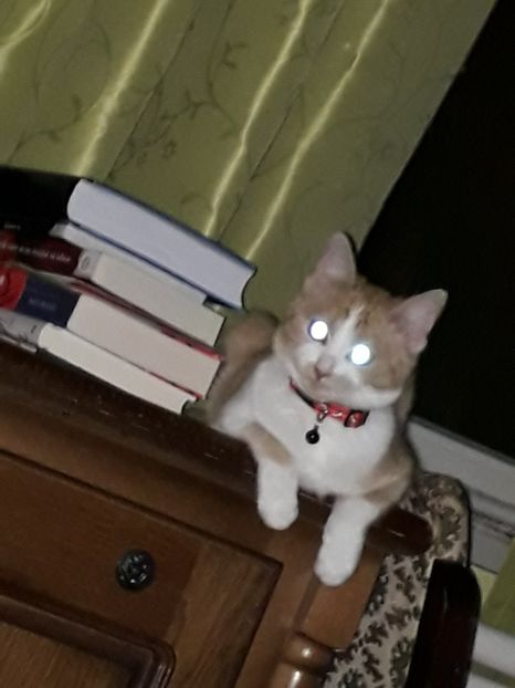  - Blanite care miauna si latra