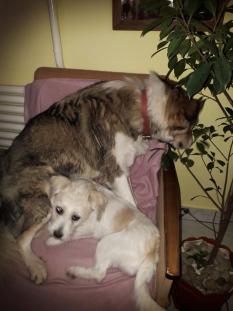  - Blanite care miauna si latra