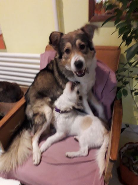  - Blanite care miauna si latra