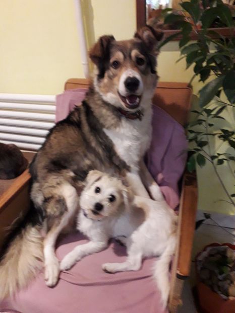  - Blanite care miauna si latra