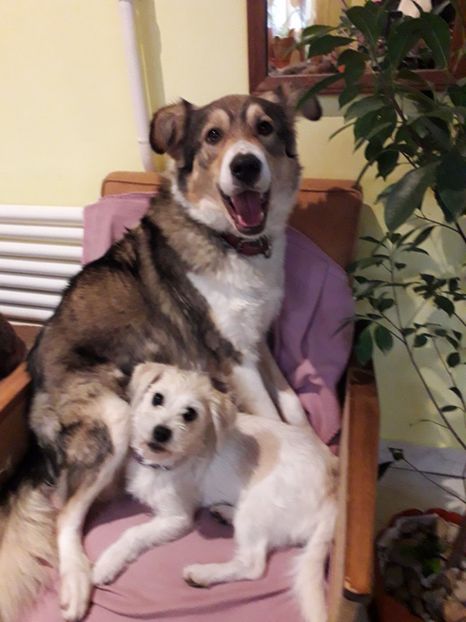  - Blanite care miauna si latra