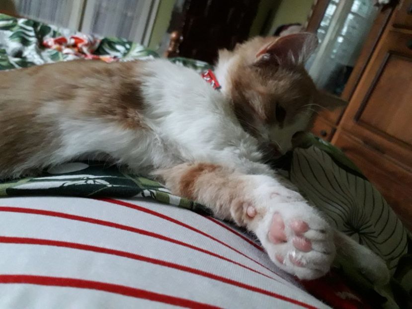  - Blanite care miauna si latra
