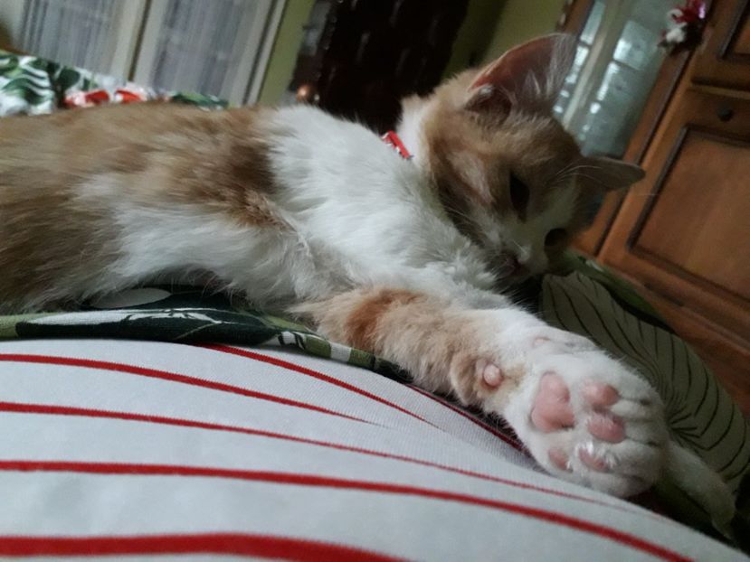  - Blanite care miauna si latra