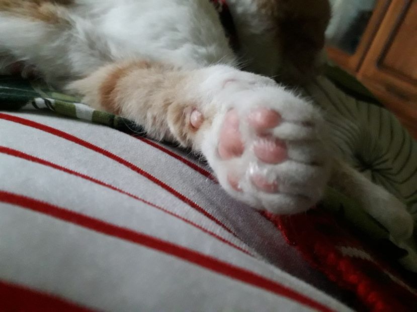  - Blanite care miauna si latra