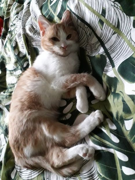  - Blanite care miauna si latra