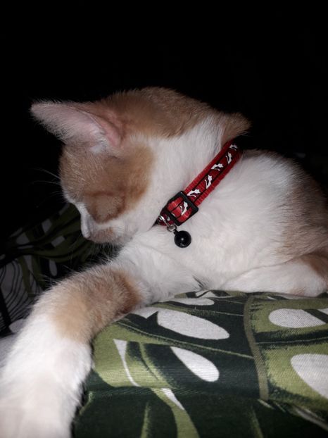  - Blanite care miauna si latra
