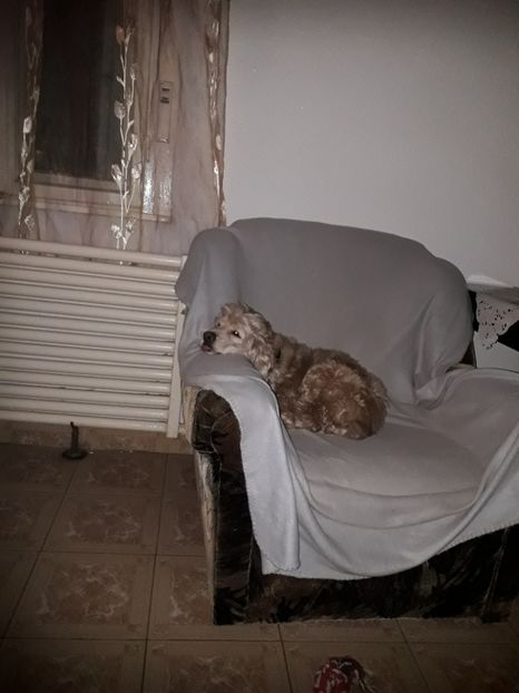  - Blanite care miauna si latra continuare