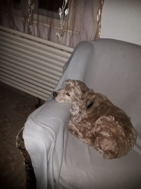  - Blanite care miauna si latra continuare
