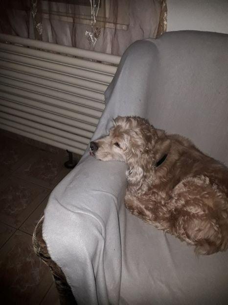  - Blanite care miauna si latra continuare