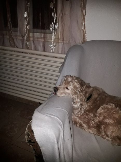  - Blanite care miauna si latra continuare