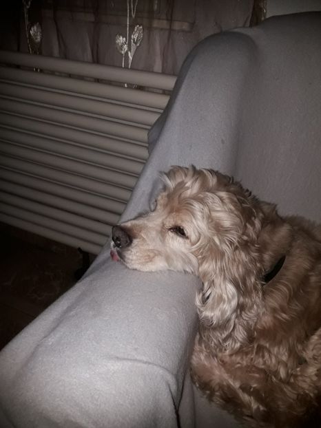  - Blanite care miauna si latra continuare