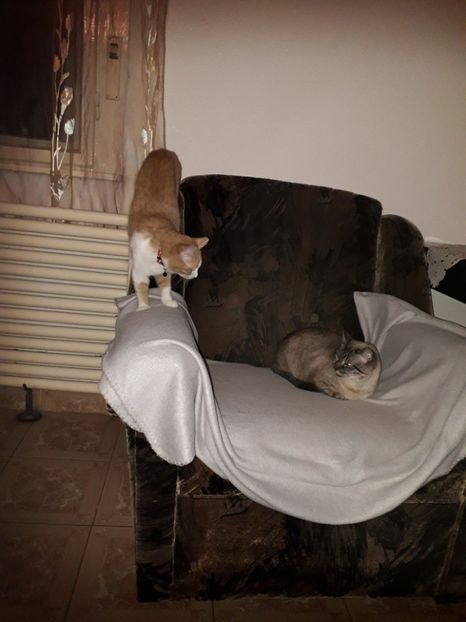  - Blanite care miauna si latra continuare