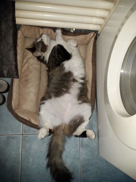  - Blanite care miauna si latra continuare