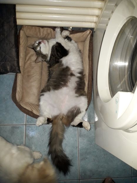  - Blanite care miauna si latra continuare