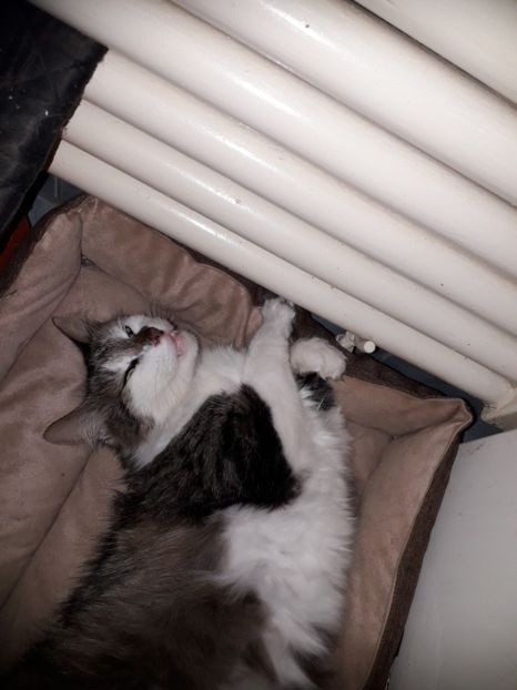  - Blanite care miauna si latra continuare