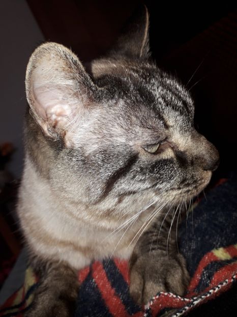  - Blanite care miauna si latra continuare