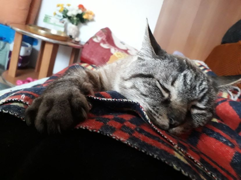  - Blanite care miauna si latra continuare