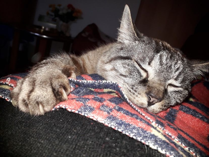  - Blanite care miauna si latra continuare