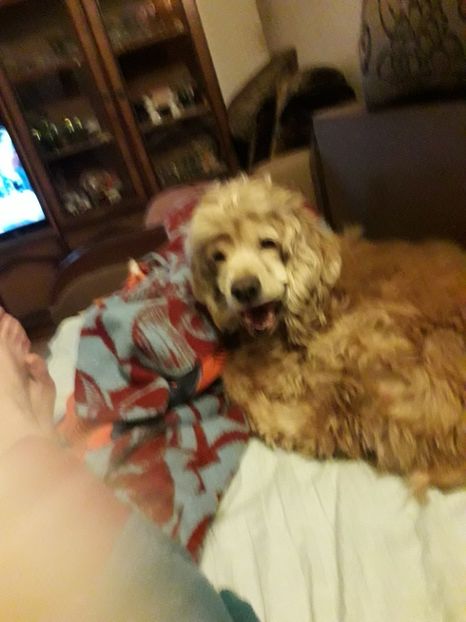 20220202_191307 - Copy - Blanite care miauna si latra continuare