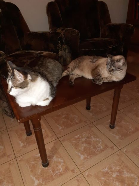 IMG-20220103-WA0001 - Blanite care miauna si latra continuare