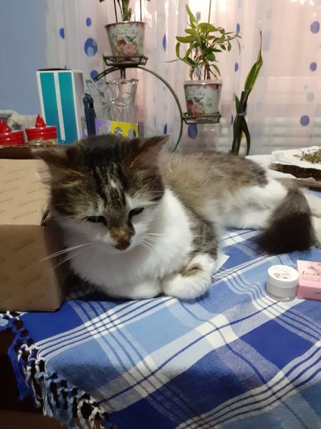 IMG-20220103-WA0002 - Blanite care miauna si latra continuare