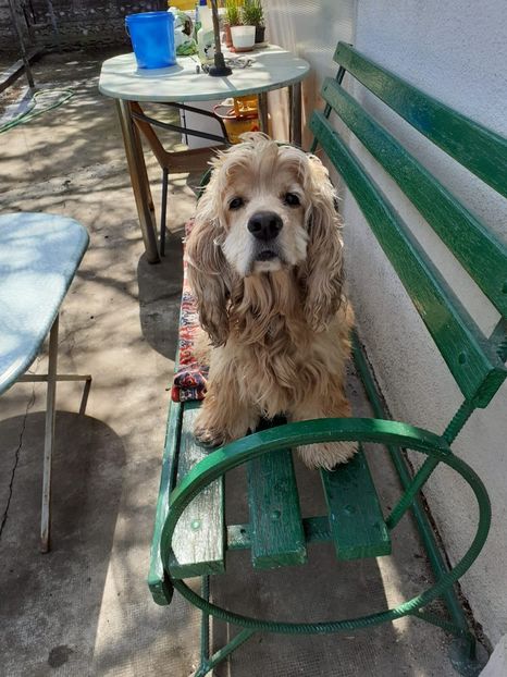 IMG-20220103-WA0003 - Blanite care miauna si latra continuare