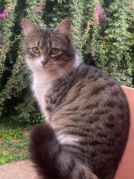 IMG-20220130-WA0006 - Blanite care miauna si latra continuare