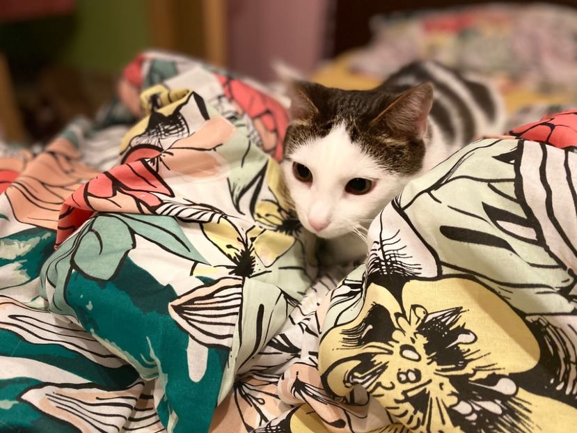 IMG-20220203-WA0000 - Blanite care miauna si latra continuare