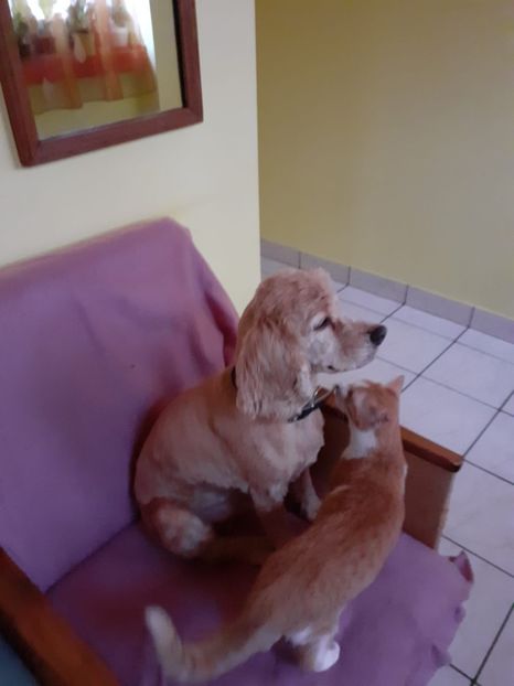 IMG-20220301-WA0014 - Blanite care miauna si latra continuare