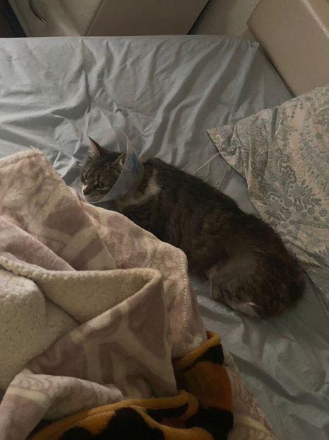 IMG-20220302-WA0006 - Blanite care miauna si latra continuare