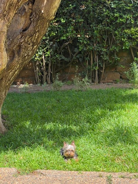 IMG-20220709-WA0006 - Blanite care miauna si latra continuare