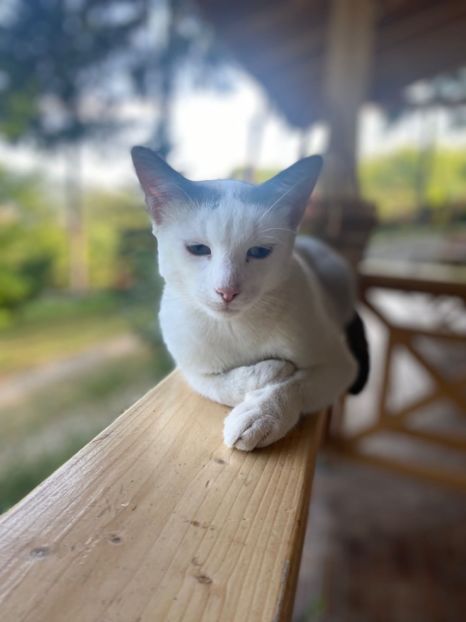 IMG-20220806-WA0006 - Blanite care miauna si latra continuare