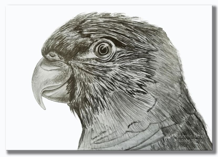 papagal - Pencil Drawings