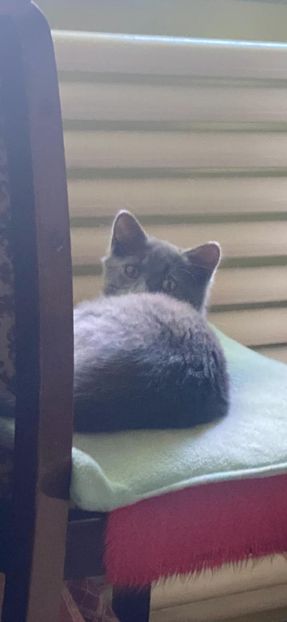 IMG-20220922-WA0008 - Blanite care miauna si latra continuare