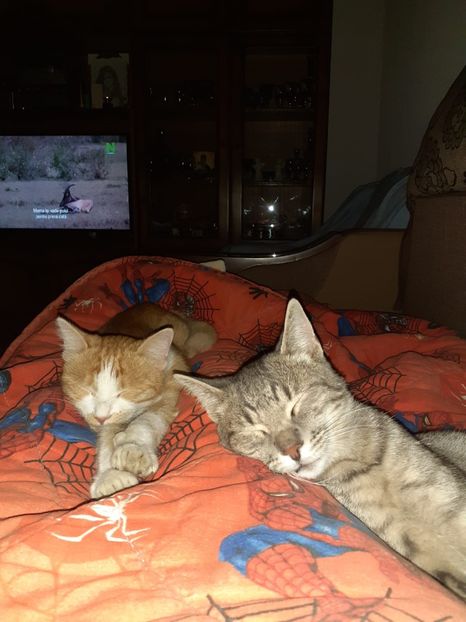 IMG-20221012-WA0002 - Blanite care miauna si latra continuare