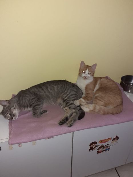 IMG-20221015-WA0006 - Blanite care miauna si latra continuare