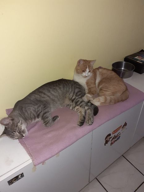 IMG-20221015-WA0007 - Blanite care miauna si latra continuare