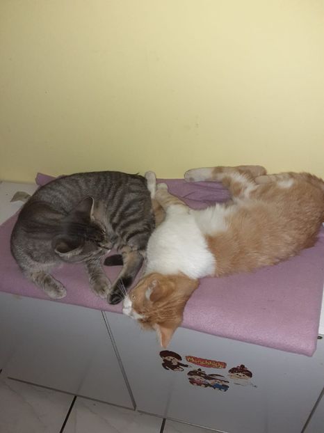 IMG-20221015-WA0008 - Blanite care miauna si latra continuare