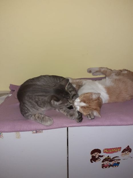 IMG-20221015-WA0009 - Blanite care miauna si latra continuare