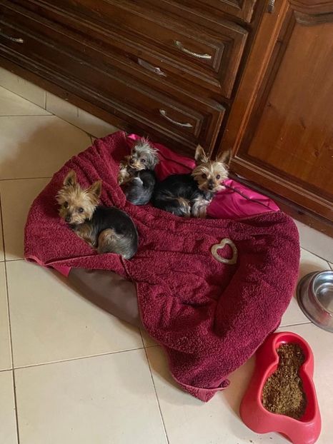 IMG-20221017-WA0005 - Blanite care miauna si latra continuare