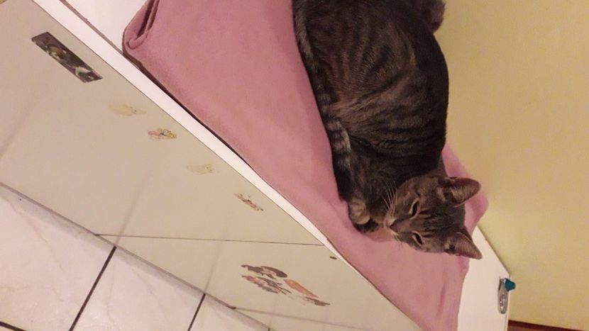 IMG-20221017-WA0008 - Blanite care miauna si latra continuare