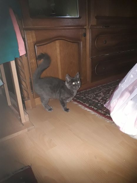  - Blanite care miauna si latra continuare