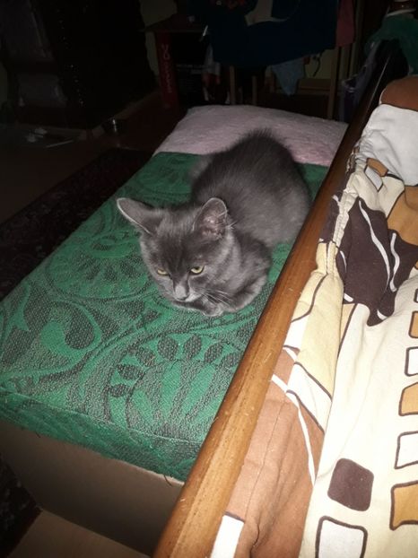  - Blanite care miauna si latra continuare