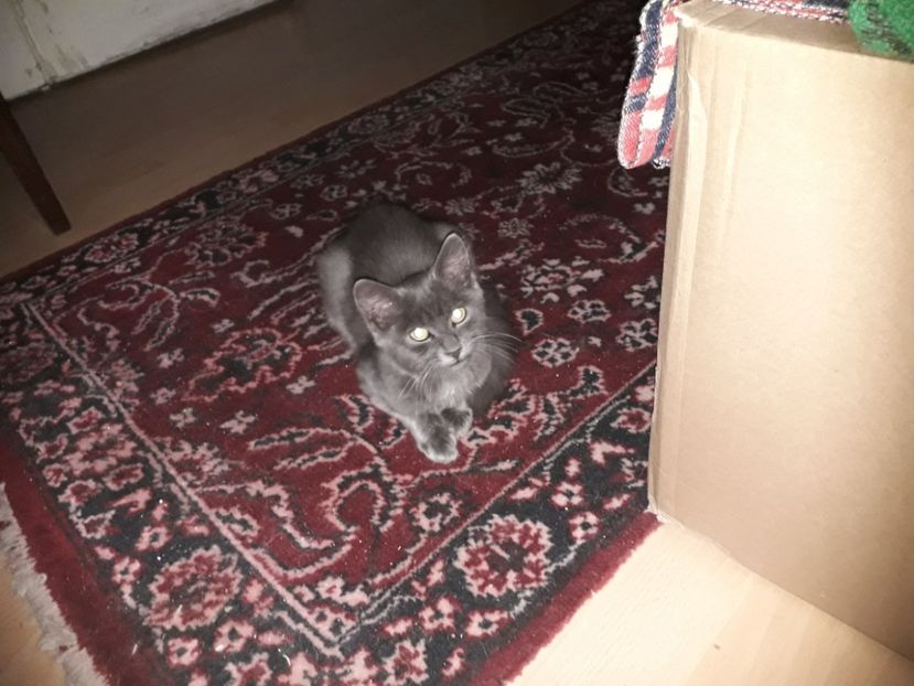  - Blanite care miauna si latra continuare